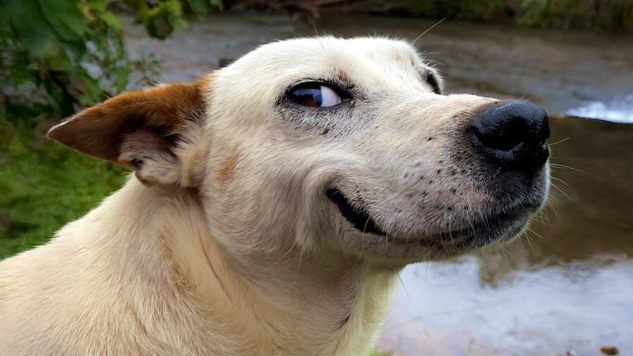 One in a Billion Funny DOG Moments That Made Everyone Laugh 🤣Funniest Animal Videos 2025
