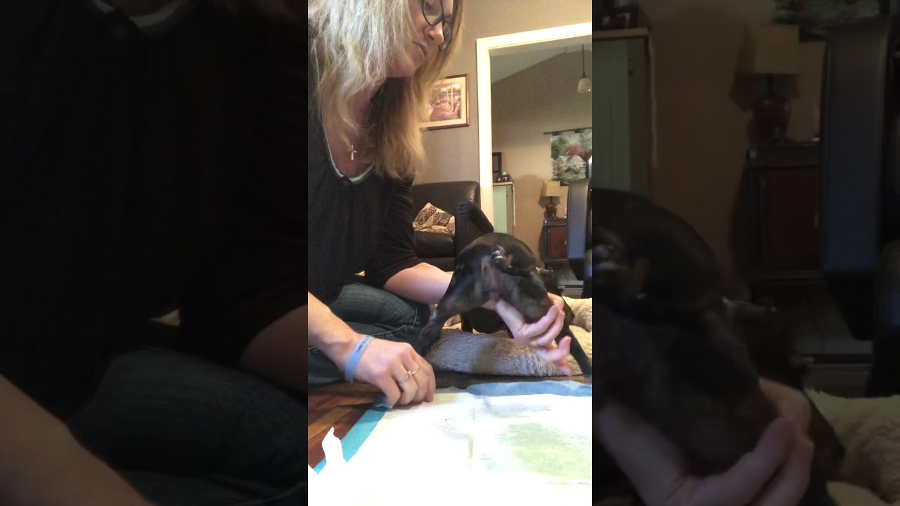 Expressing a female dog bladder by stimulation method - (updated)
