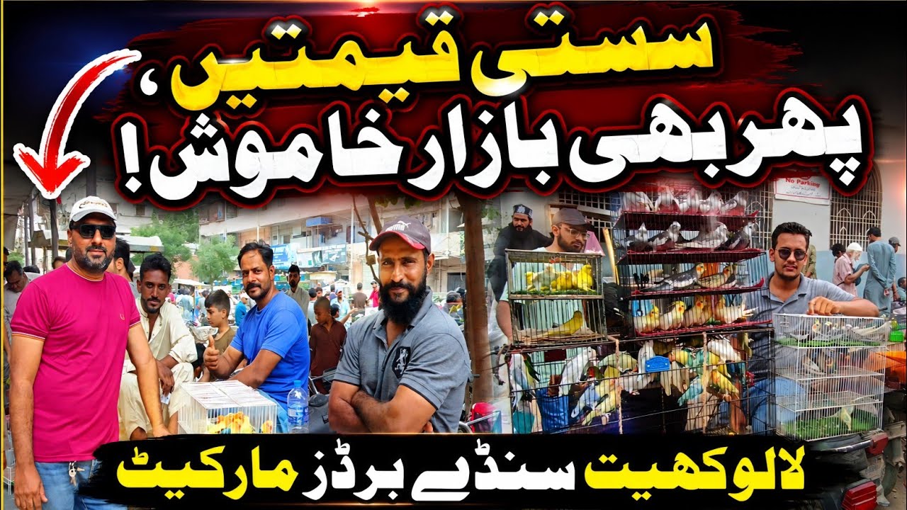 Lalukhet Sunday Birds Market 2026 Latest Update | Cheap Birds Prices @SYEDBIRDS 
