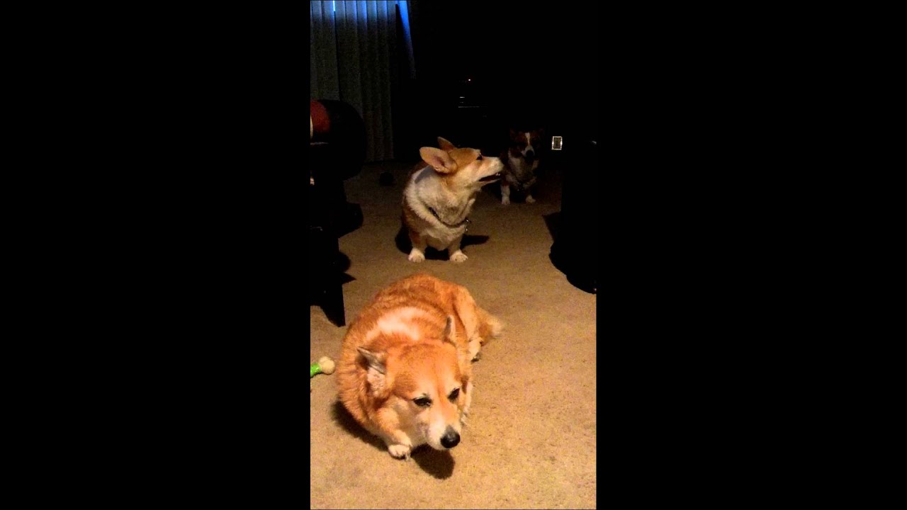 Rambo and Sassy Corgi morning wrestle