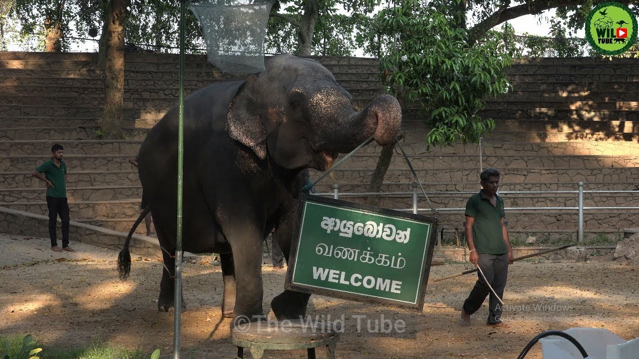 Elephant Circus at Dehiwela Zoo. The faith of Mighty and obedient elephants