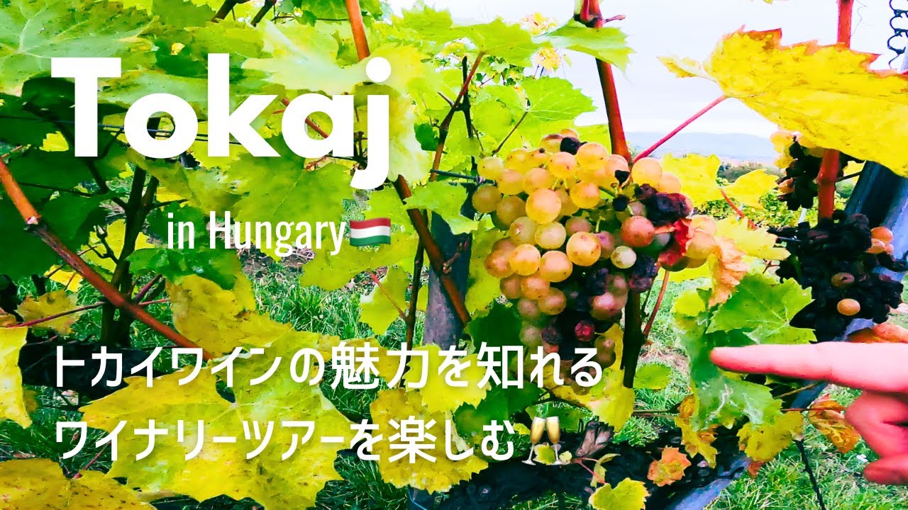 トカイワインの産地トカイ1泊2日旅(2023秋) inハンガリー🍁/ワイナリーツアー・街散歩🎃