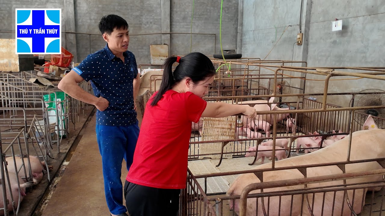 Bí quyết để lợn nái đẻ nhiều con trong 1 lứa