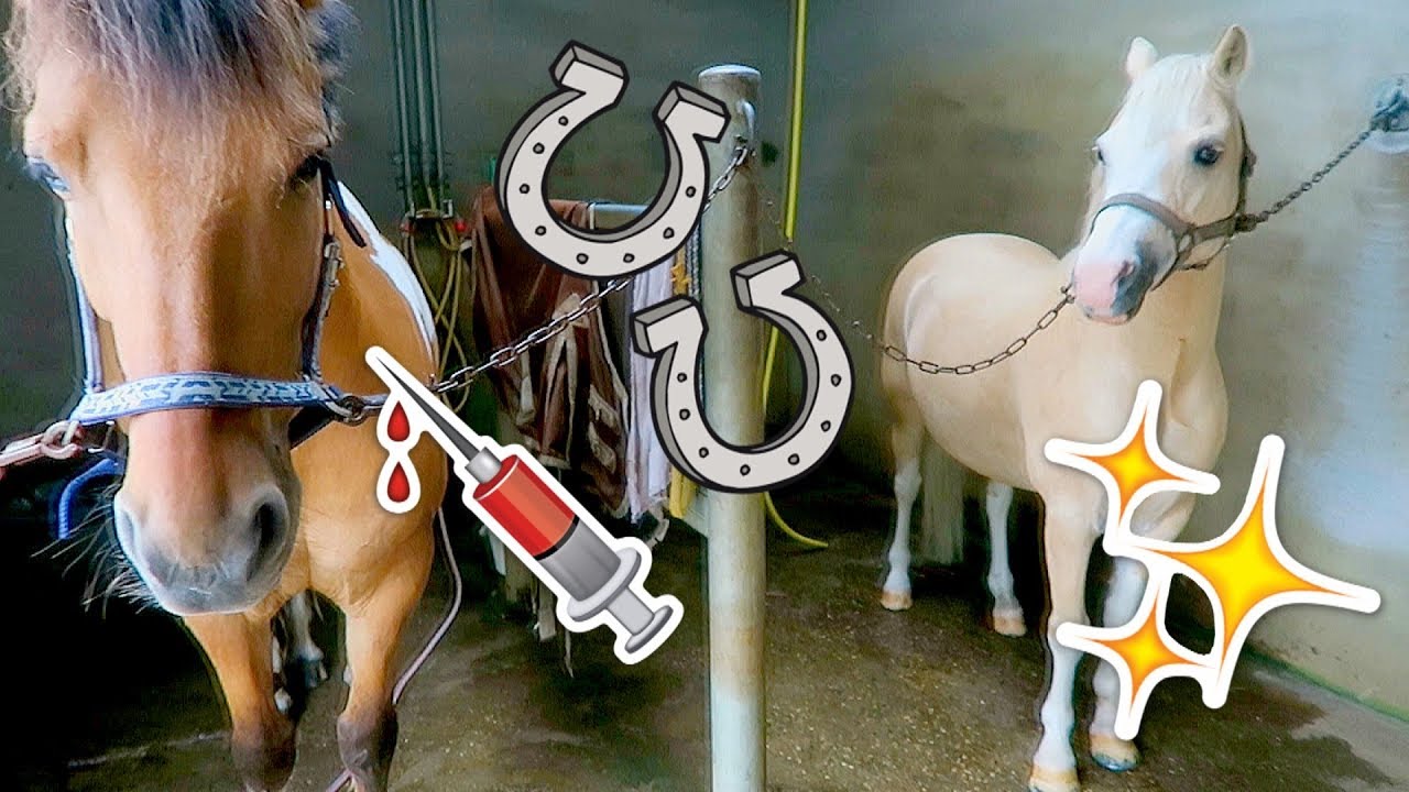 STALVLOG #94 Schuur update, nieuwe pony, dierenarts & hoefsmid! | felinehoi