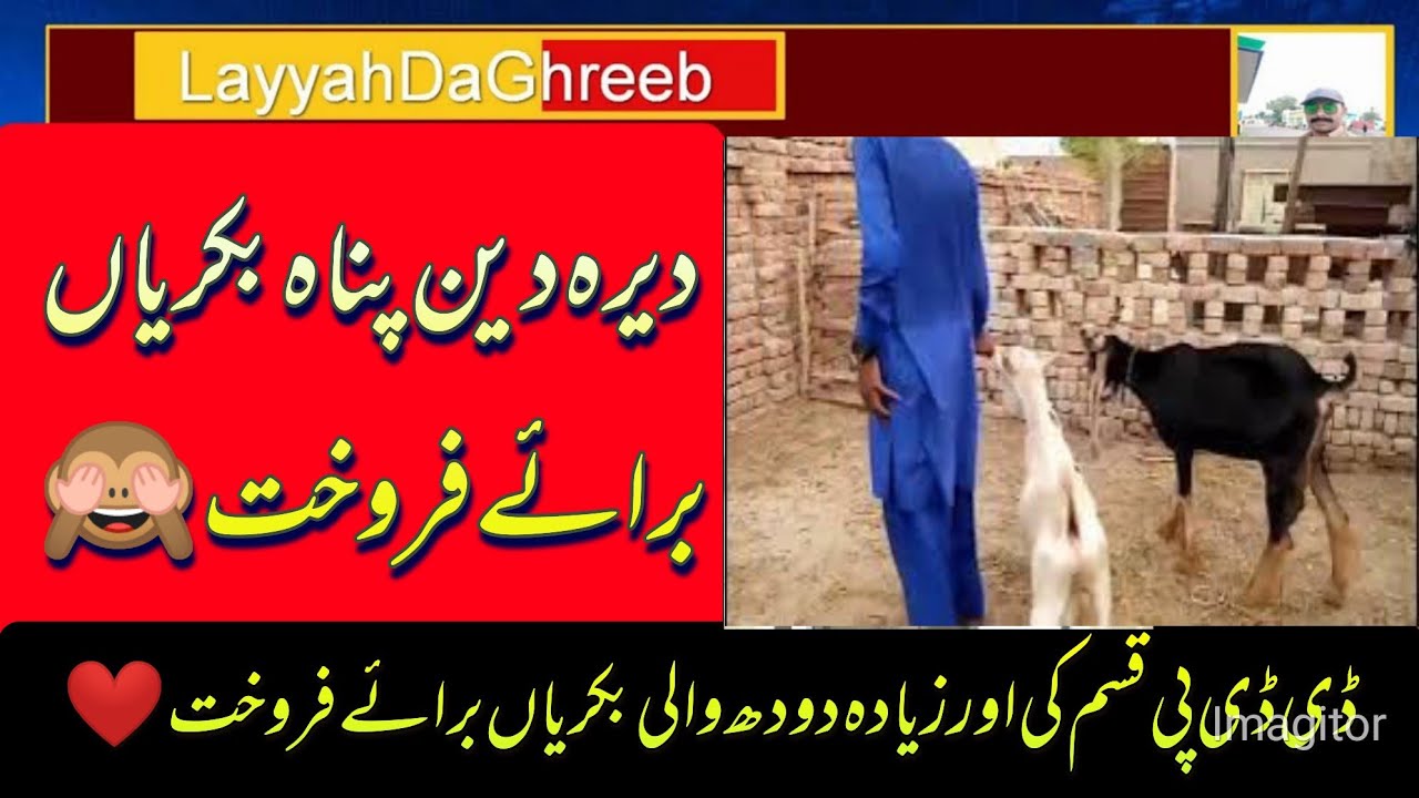 DDP daira deen panah wali bakryan ziada doodh deny wali ddp bakriyoon ki video 😇