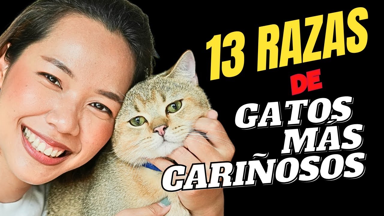 Los gatos más cariñosos y amables del mundo: 13 razas que debes conocer🐱💕