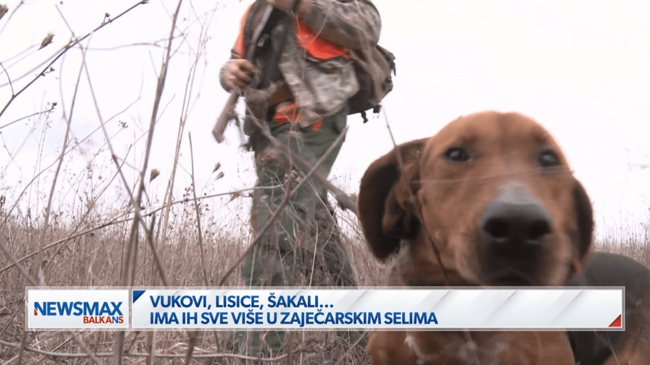 Napadi vukova i šakala ugrožavaju zaječarska sela