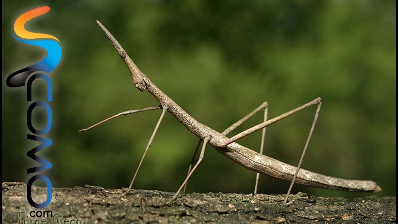 El Insecto Palo - Stick Insect