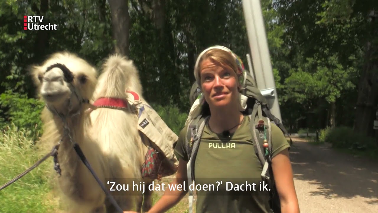 Eerst Mongolië, nu Nederland: Tamar wandelt met haar kameel door het hele land [RTV Utrecht]
