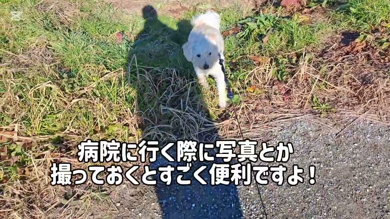 最高のお天気☀️きなこもつくしもお散歩しながら光合成🐕🐶🎶#柴犬#柴プー#可愛い犬#犬の居る生活