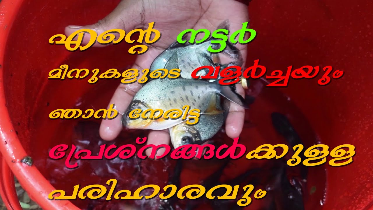 STEP BY STEP NUTTER GROWTH#Redbelly Nutter Fish Farming#Fish seed#Full detailed#Malayalam