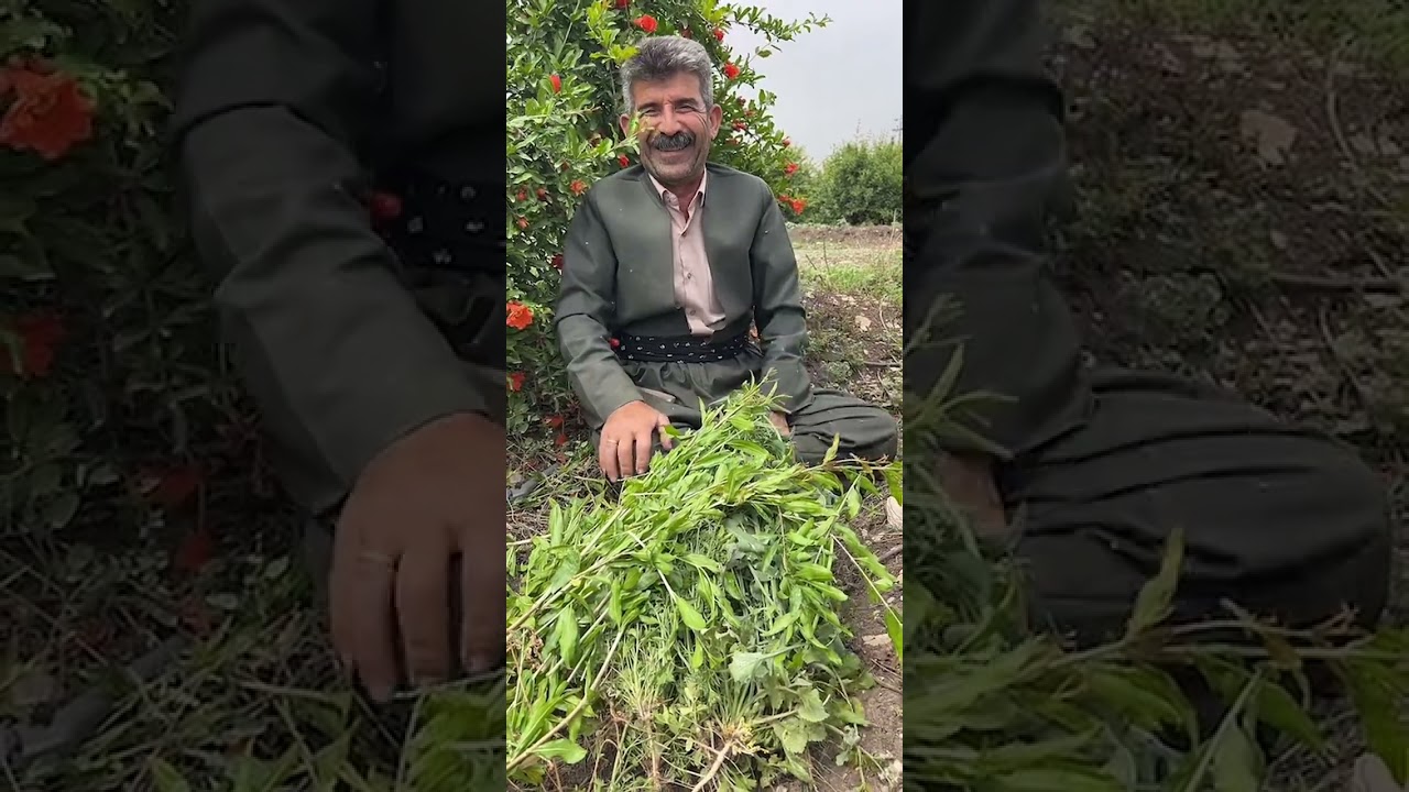خزمەتکردنی هەنار لەئێستادا