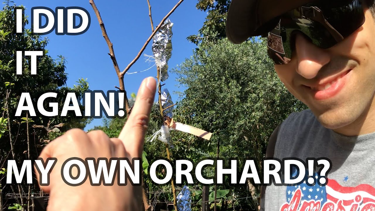 UPDATE on my BACKYARD ORCHARD! 🍎🍏🍑