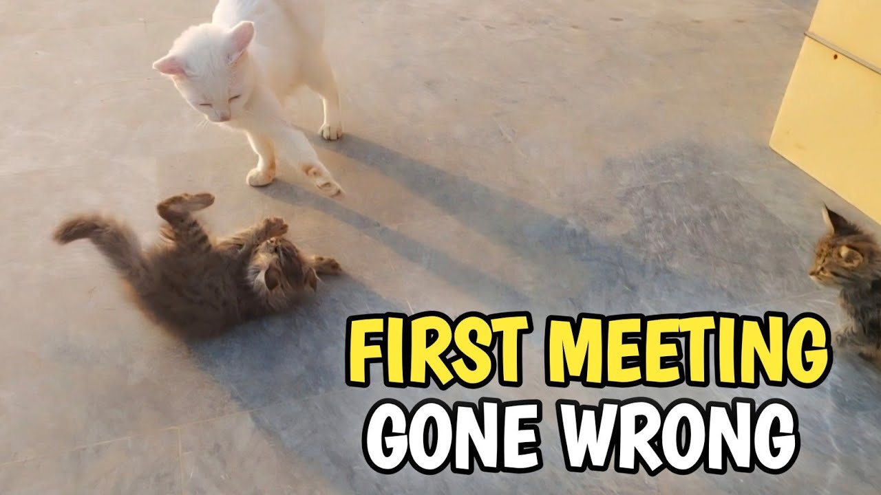 Rescue Mama Cat Attacks Human Her Kittens Are Confused Meeting New Cats 😿🐾