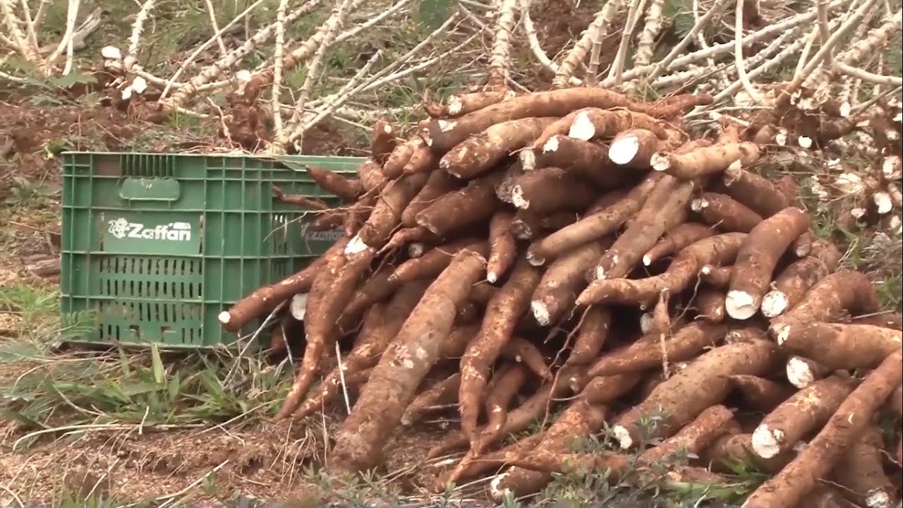 RS &eacute; o 3&ordm; estado com maior produ&ccedil;&atilde;o de mandioca