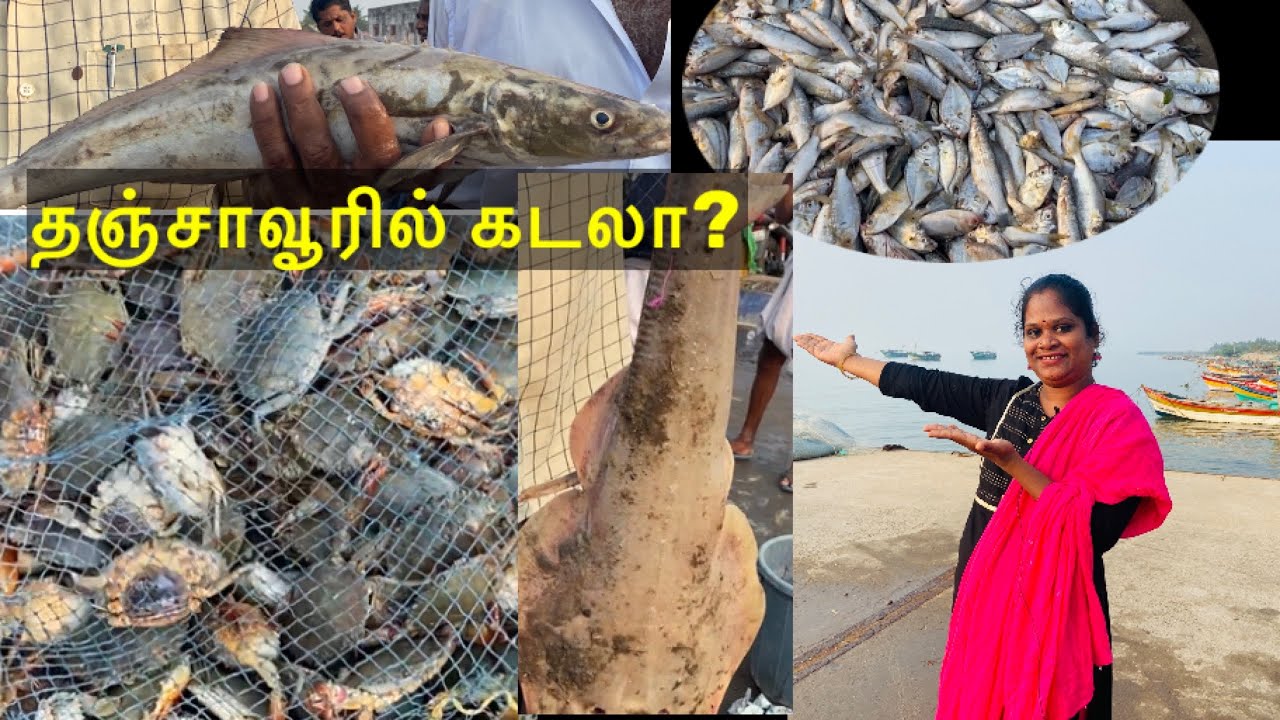 மல்லிப்பட்டிணம் மீன் ஏலம்/ தஞ்சாவூர்/புதிய வகையான மீன்கள்