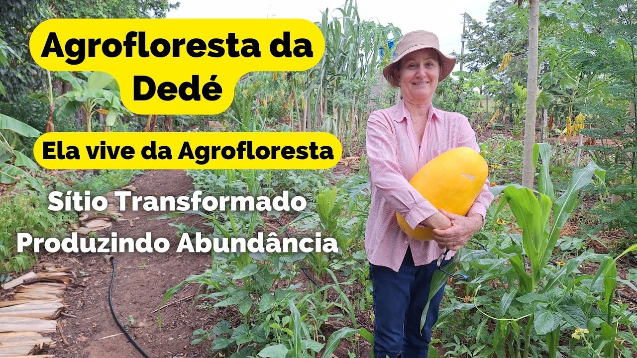 Agrofloresta da Dedé. Sítio foi transformado. Ela vive da Agrofloresta