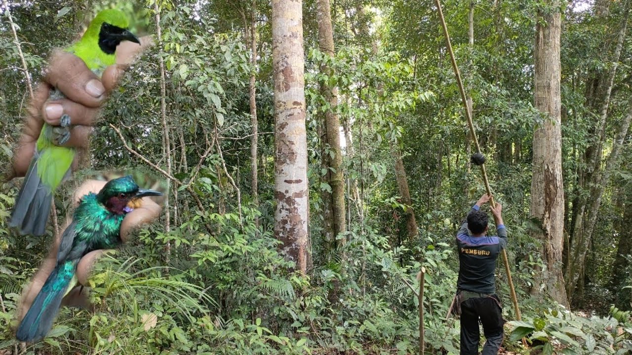 Mikat Cucak Ijo Pakai Suara Burung Ribut || Di Kasi Bonus....