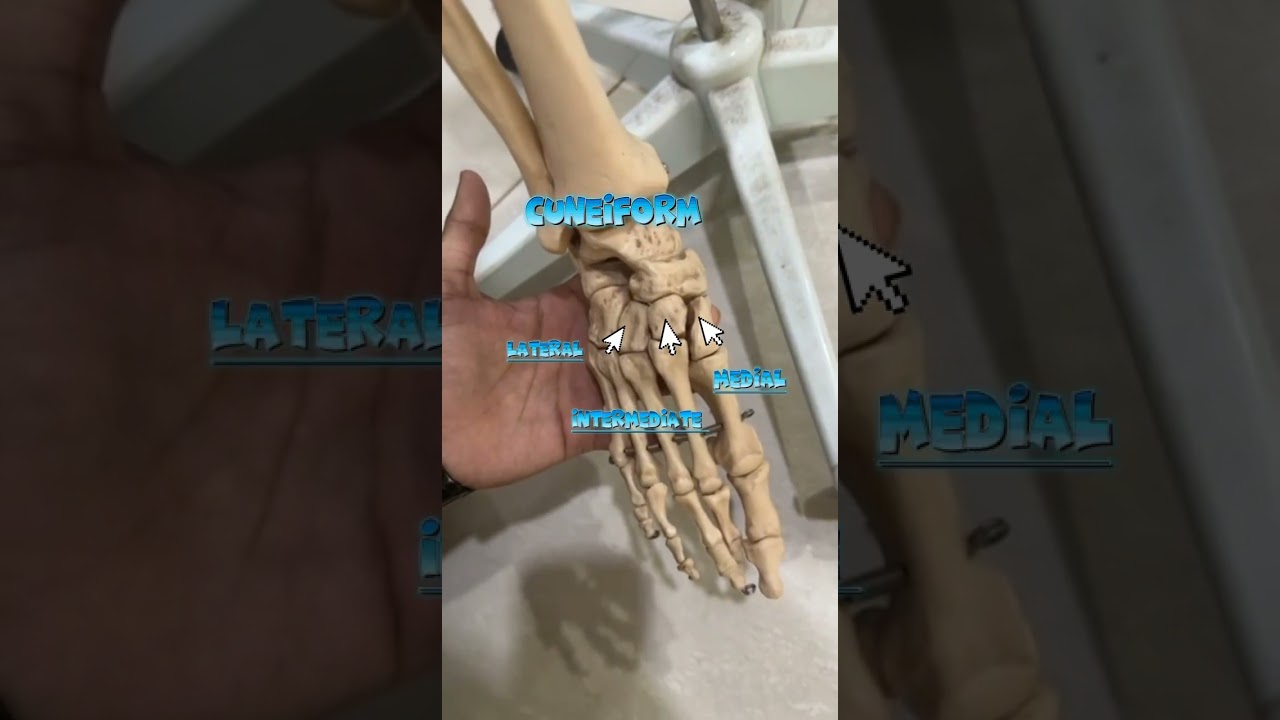 Tarsal Bone Mnemonic: Easy Way to Remember the Foot Bones