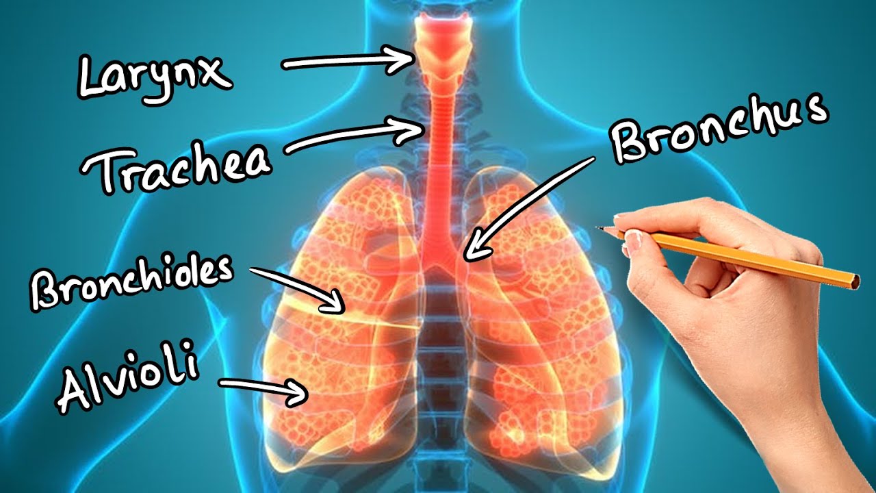 Structure and Function of LUNGS