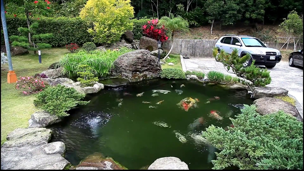 魚世界 FishWorld [個人分享] 造景池與錦鯉 koi pond