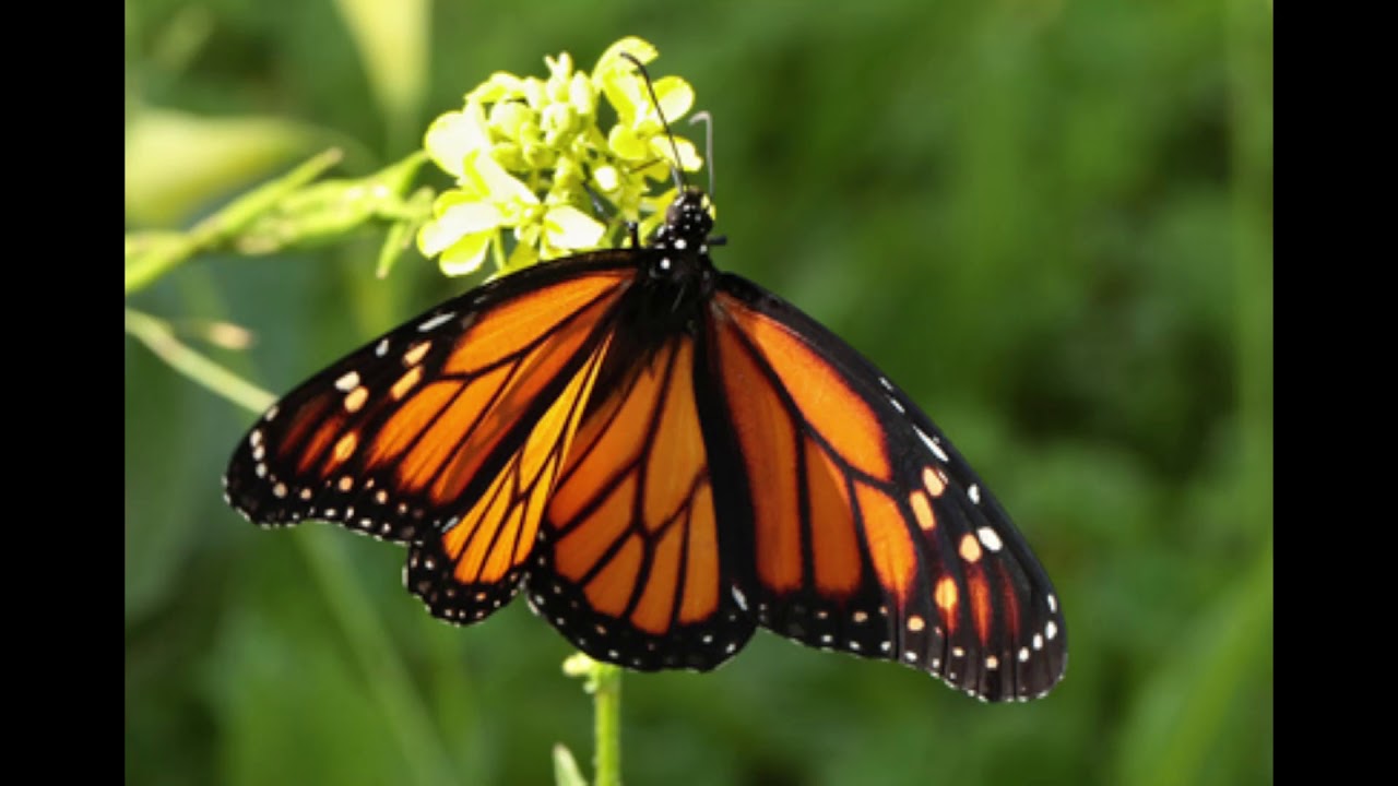 Caroline - Sommerfugl