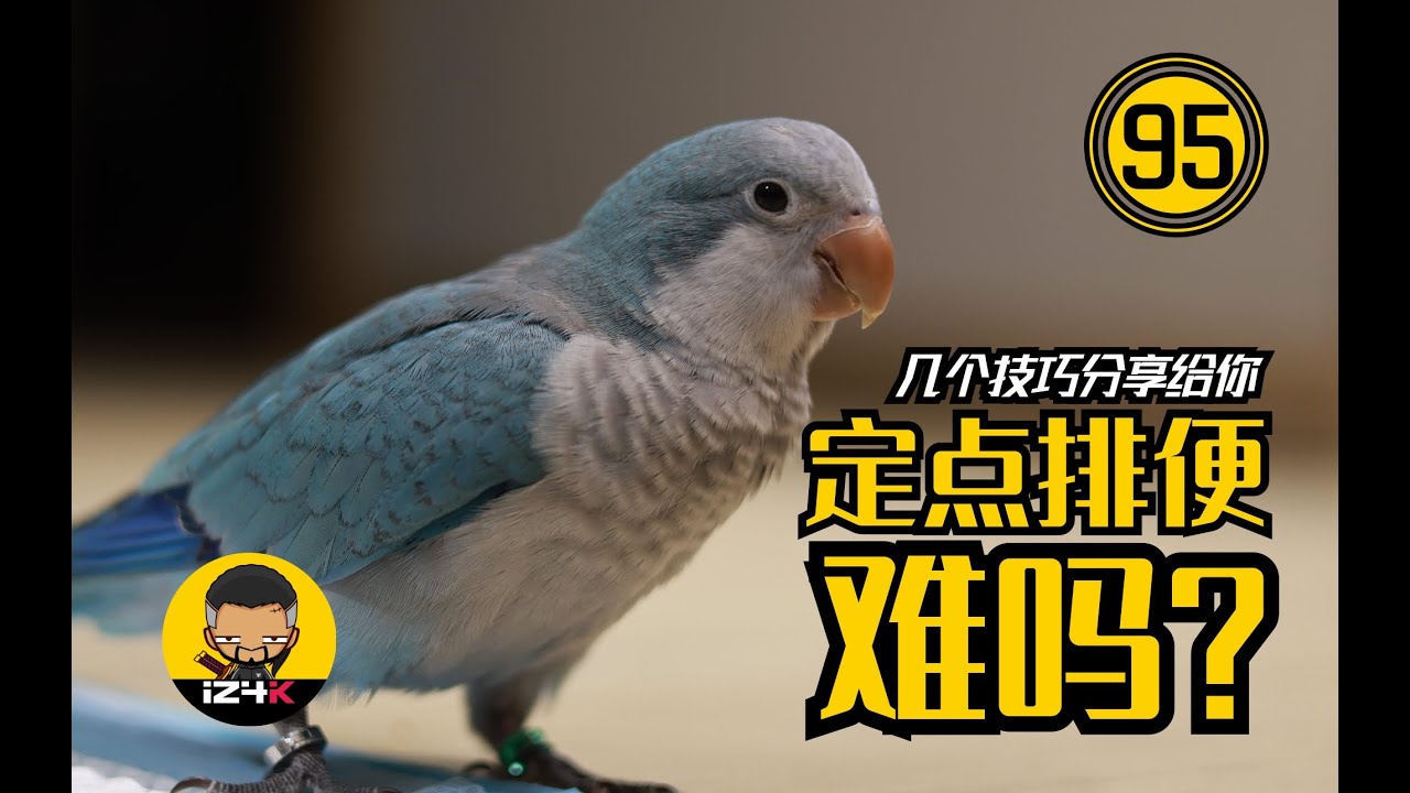 定点排便难吗？几个技巧分享给你~【#95】手养鹦鹉【问答】补充#13没有回答的细节问题，去吧，皮卡丘！！！ | 鹦鹉饲养 |  鹦鹉训练 |