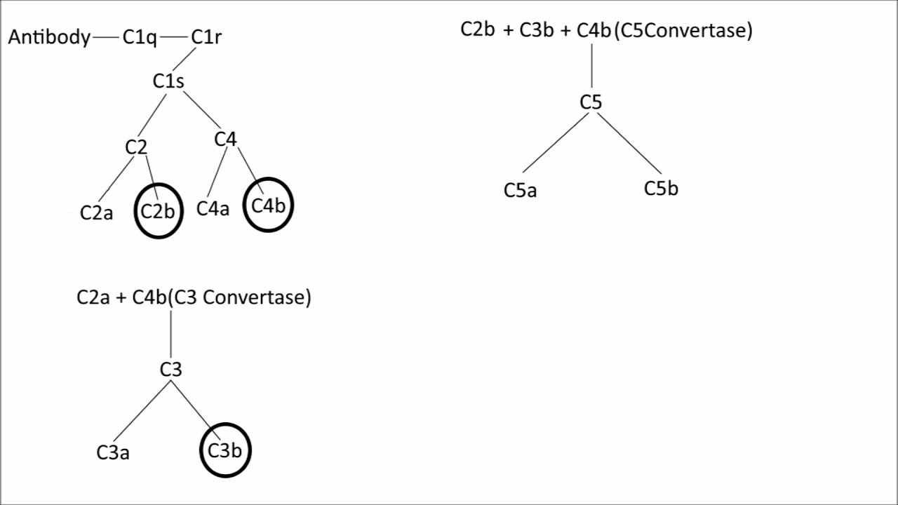 Complement: The Classical Pathway