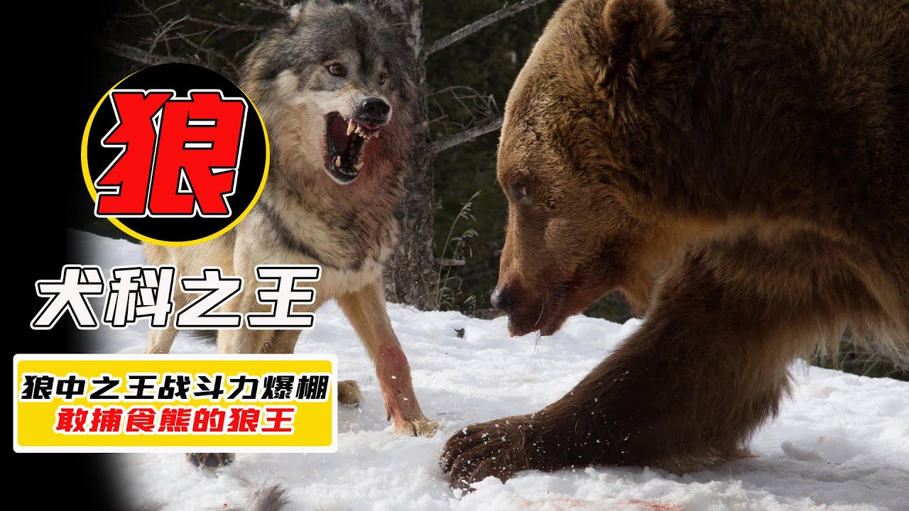 犬科動物裏的&ldquo;戰狼&rdquo;，1對2咬死兩條藏獒，甚至敢和熊搏鬥【小馬哥知識局】