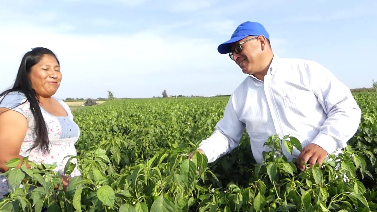 🌊 Algas marinas y aminoácidos 🧬 en cultivo de paprika 🌶️ - Parte 2