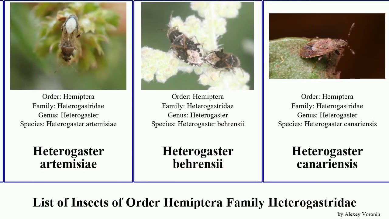 List of Insects of Order Hemiptera Family Heterogastridae heterogaster dinomachus affinis indicus