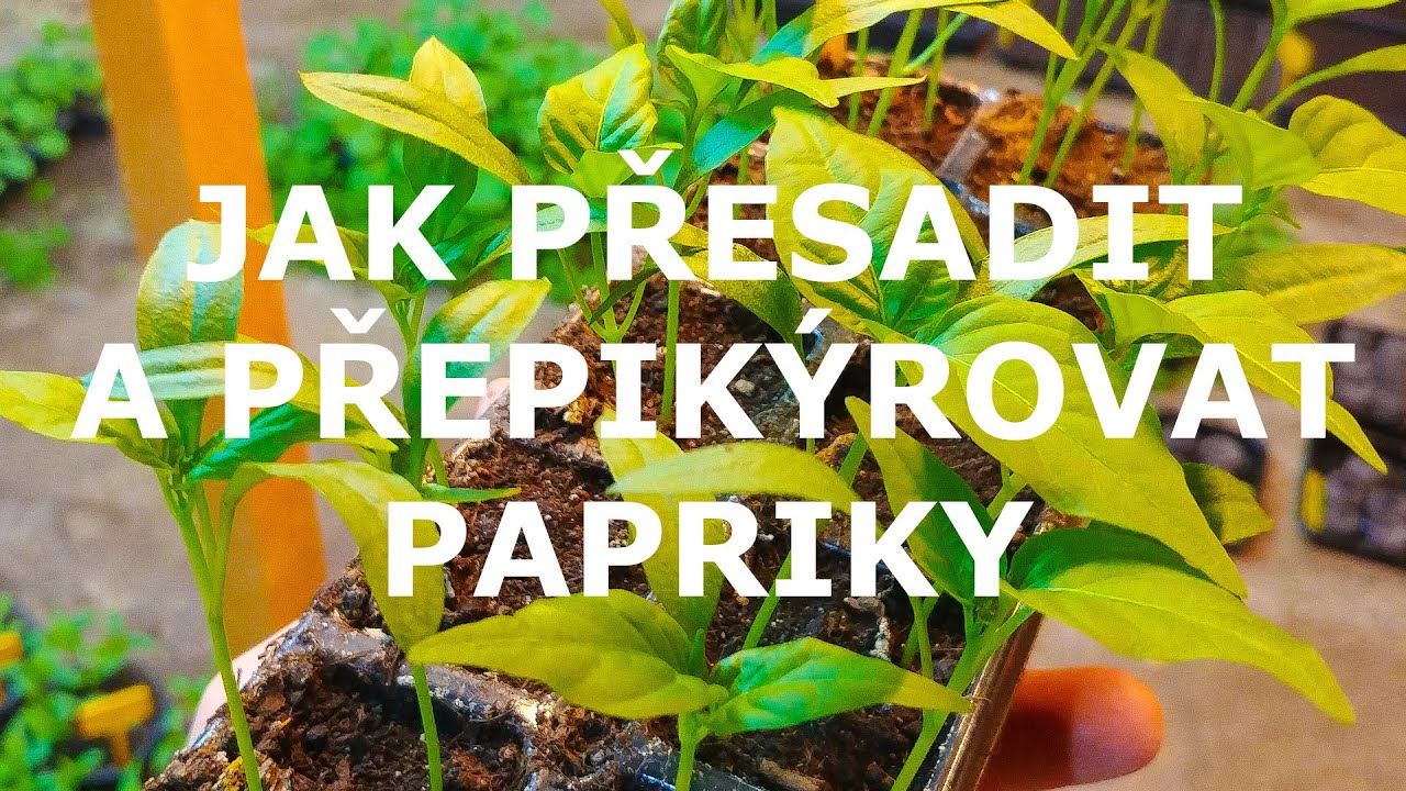 Jak přesadit a přepikýrovat papriky