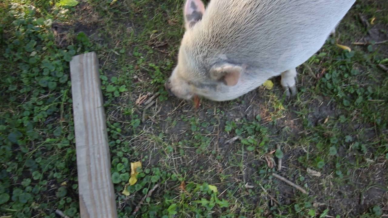 PIG EATS BACON -- AND LOVES IT!