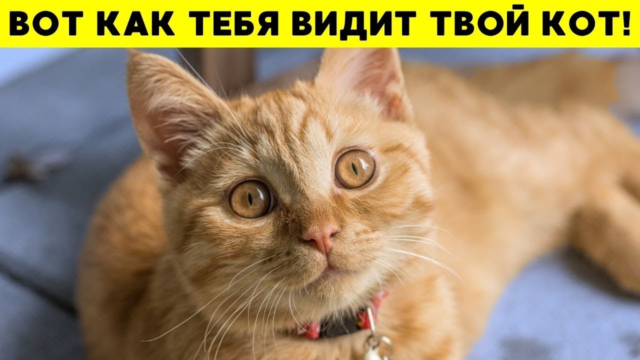 Твой кот не думает, что ты человек – правда тебя шокирует!
