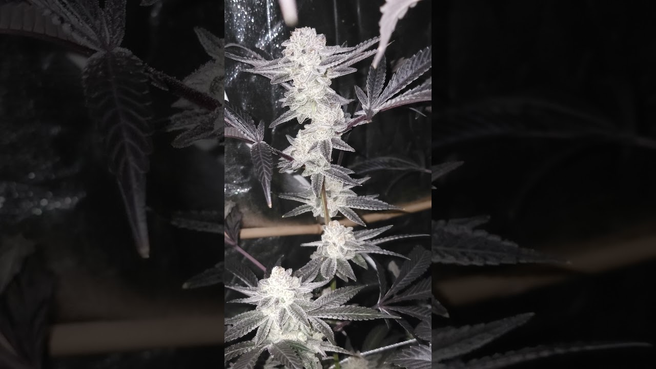Organic Jelly Breath BX1