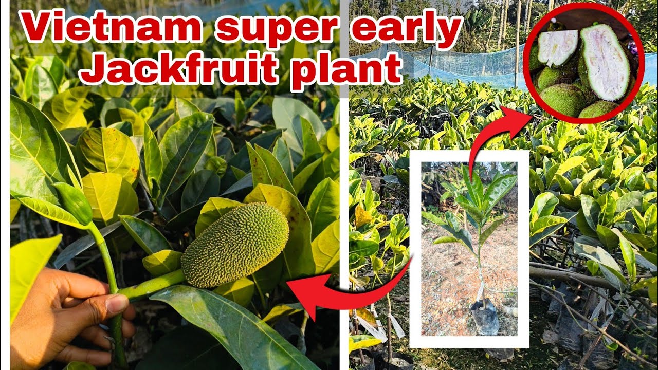 Vietnam Super Early Jackfruit plant Farming Available All Over India Delivery Contact ☎️ 9046107165