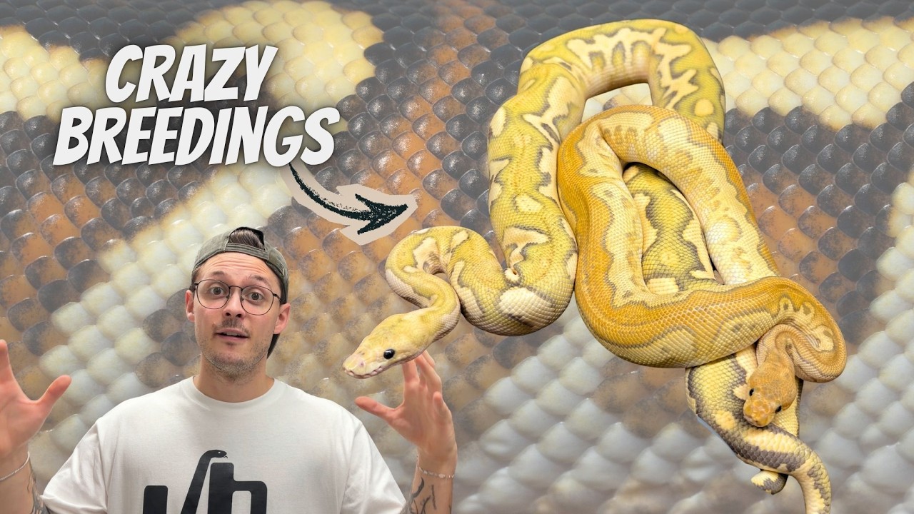 1st Look into our BEST Breeding Season