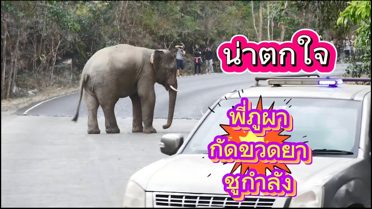 น่าเป็นห่วง พลายภูผากัดขวดยาชูกำลังจนแตกคาปาก (ไม่รู้จะป็นอะไรหรือเปล่า?)