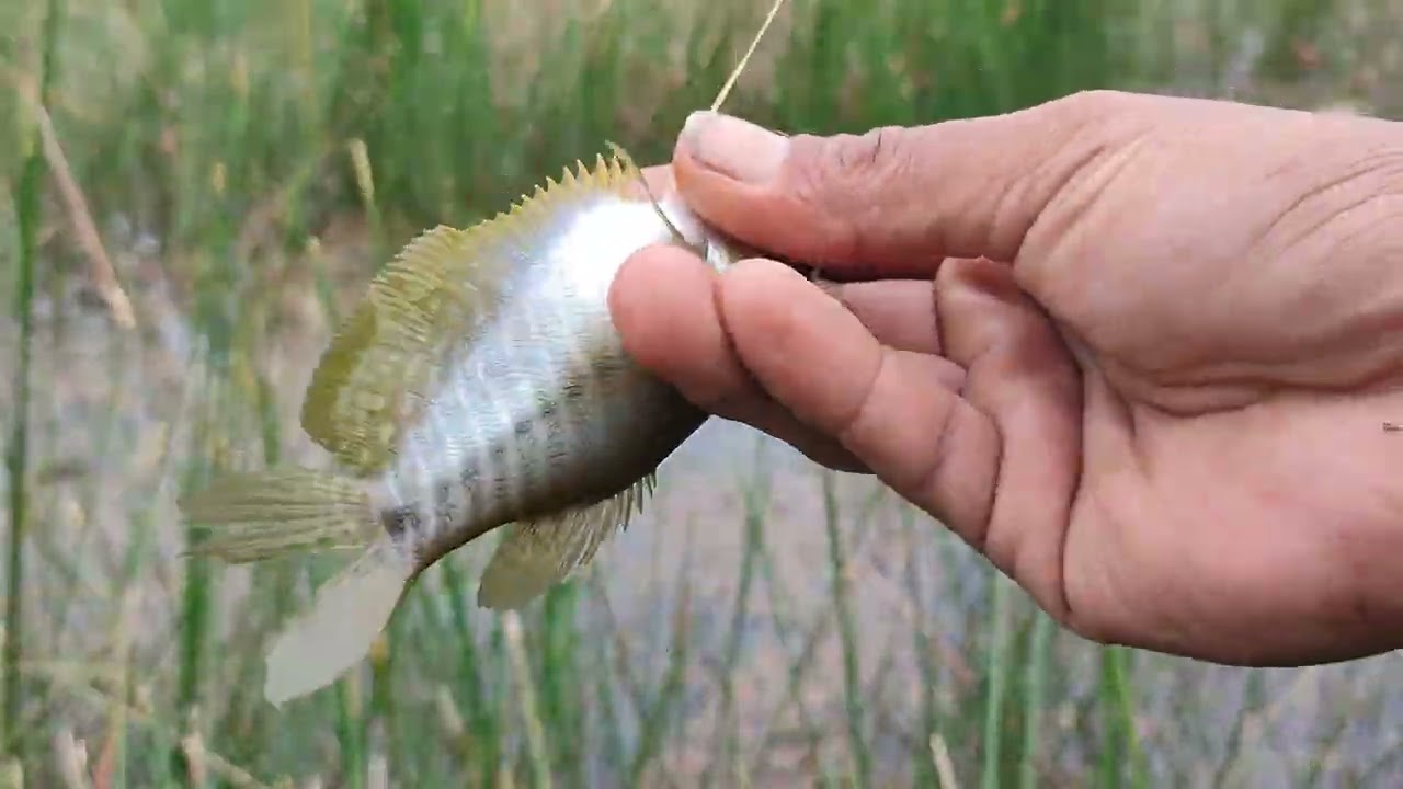 Mancing sepat siam || Bendali 3 bjbj || 525 @Musthofa kamil ruhui