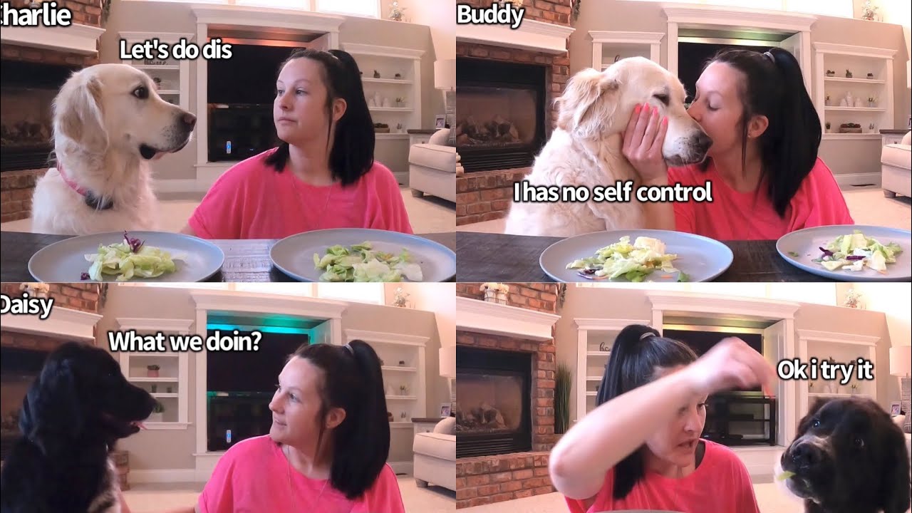 Dogs Vs Human Eating Contest