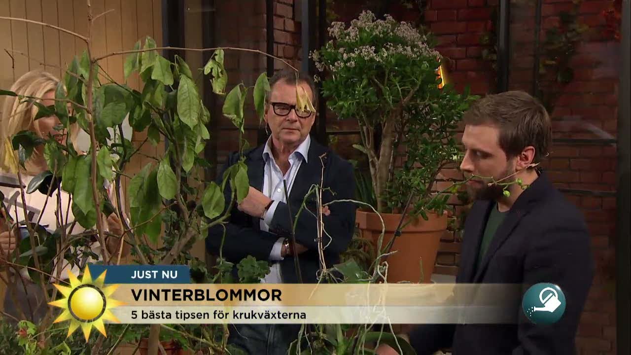 Floristens 5 bästa tips för vintertrötta krukväxter - Nyhetsmorgon (TV4)
