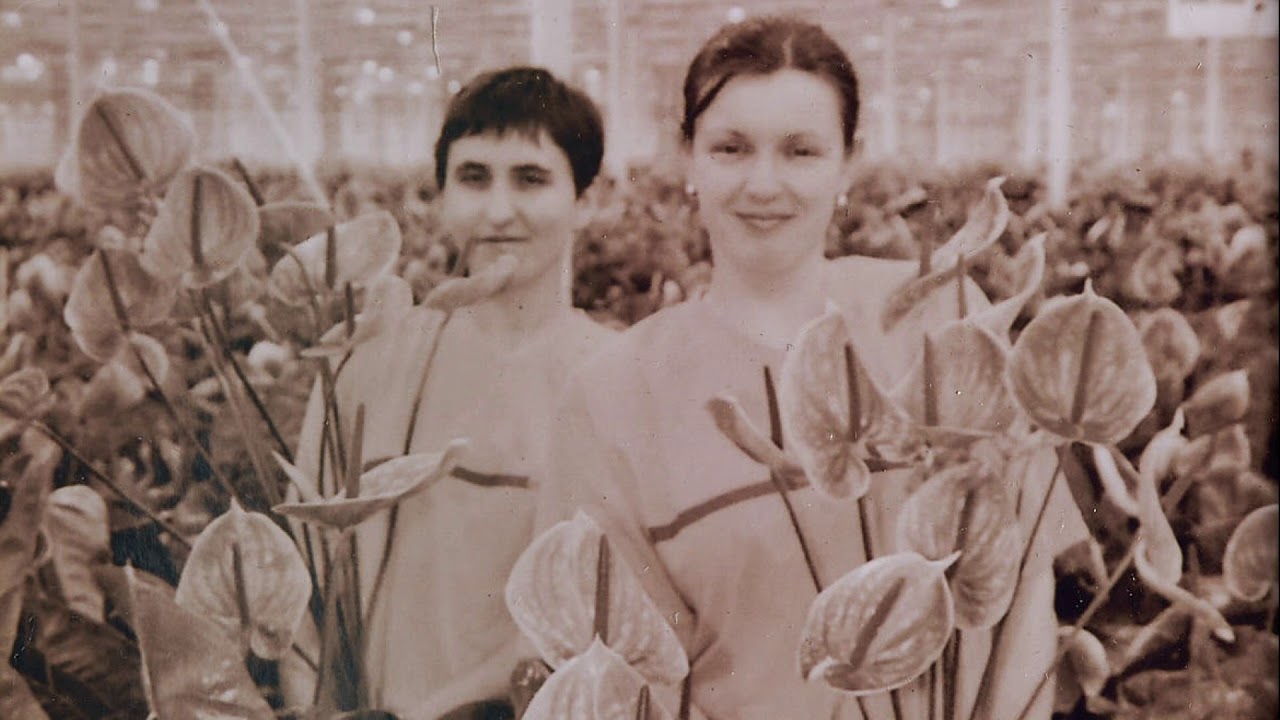 JMP Flowers 40-lecie