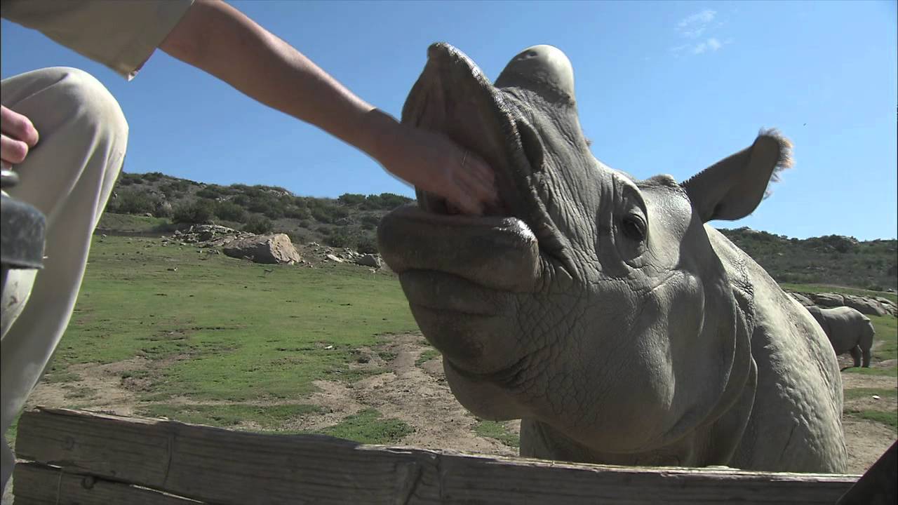 Rhinos
