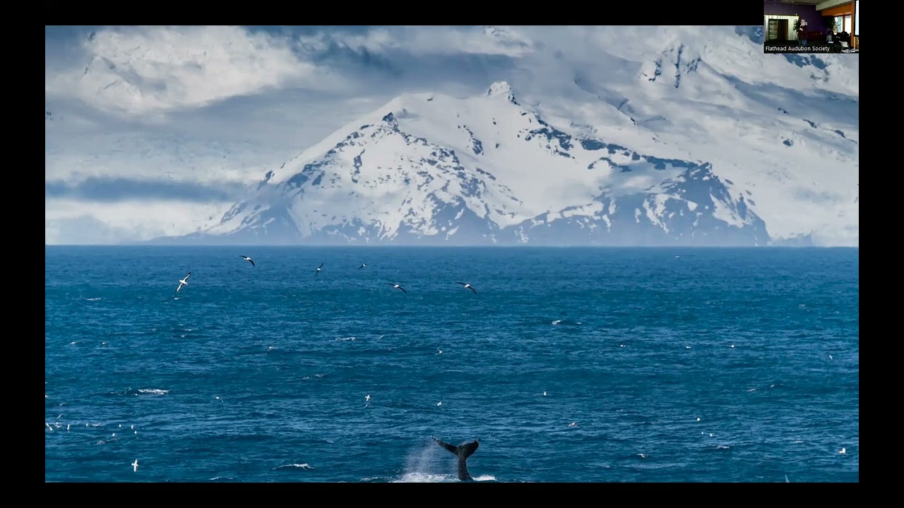 A Naturalist's Journey to Antarctica by Lou Bruno