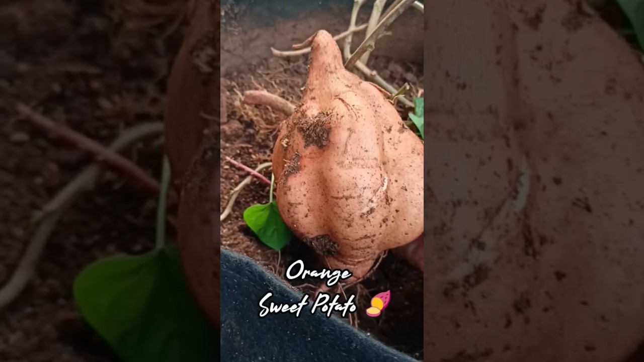 🍠 Orange Sweet Potato 🍠 