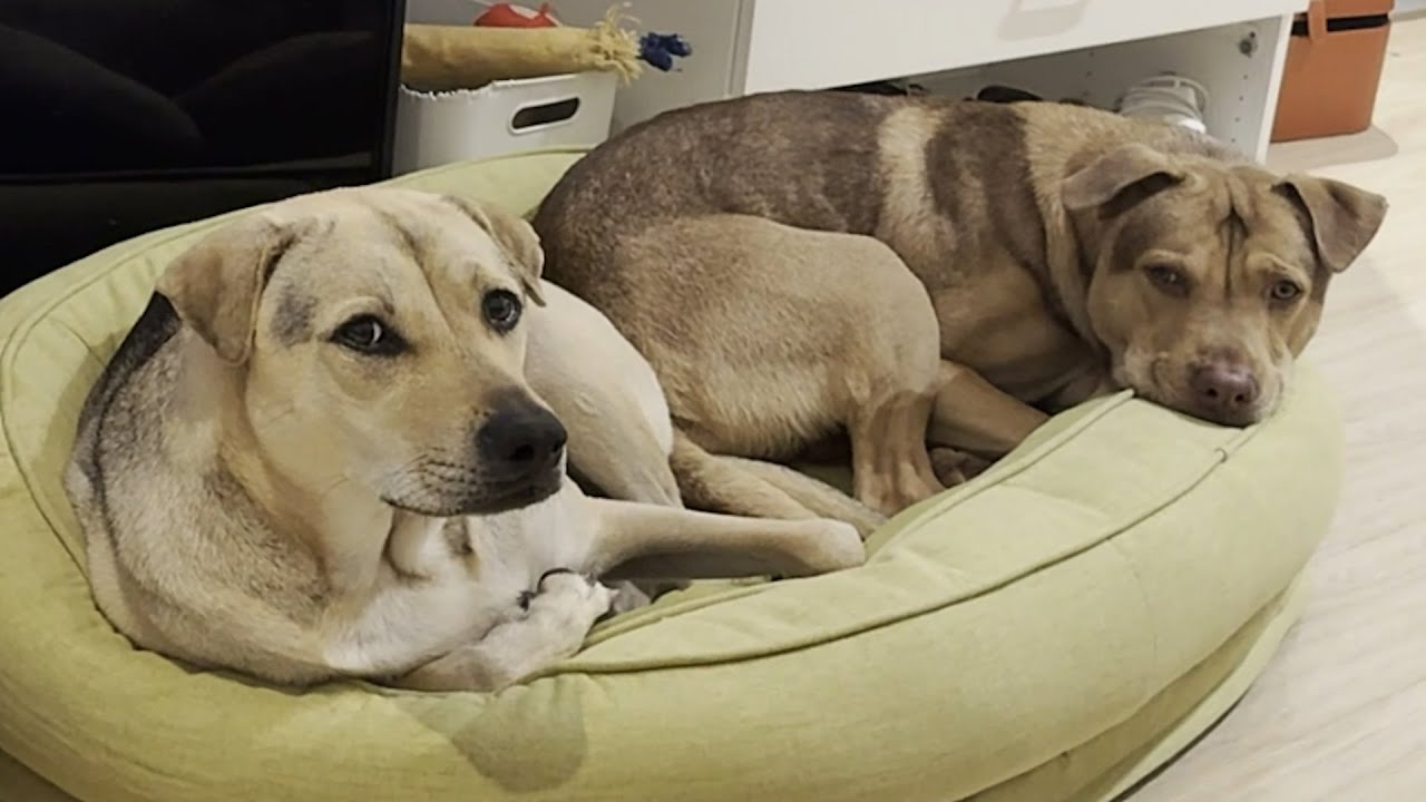 Couple decides to get one dog. Boyfriend comes back with two