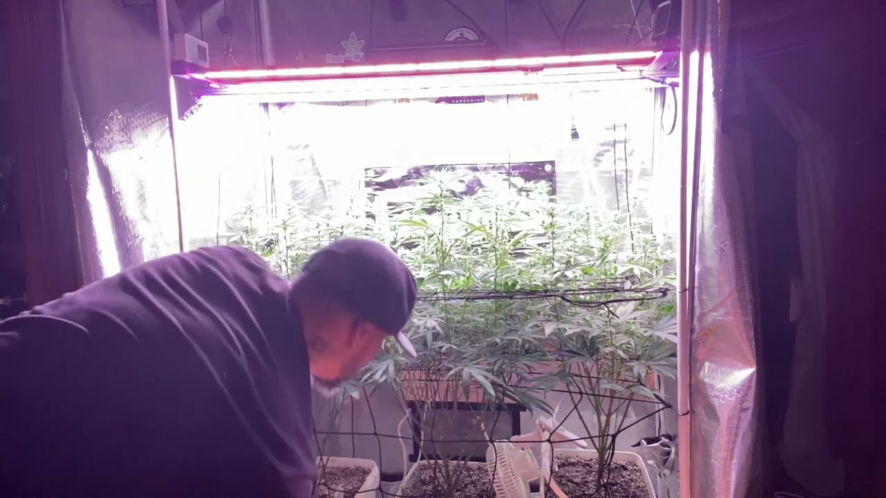 Lotus nutrient&rsquo;s are amazing!!! @gorillagrowtent @LotusNutrients ￼