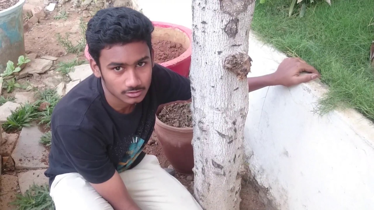 Tiny Guava Plants Growing As Garden Weeds From Seeds