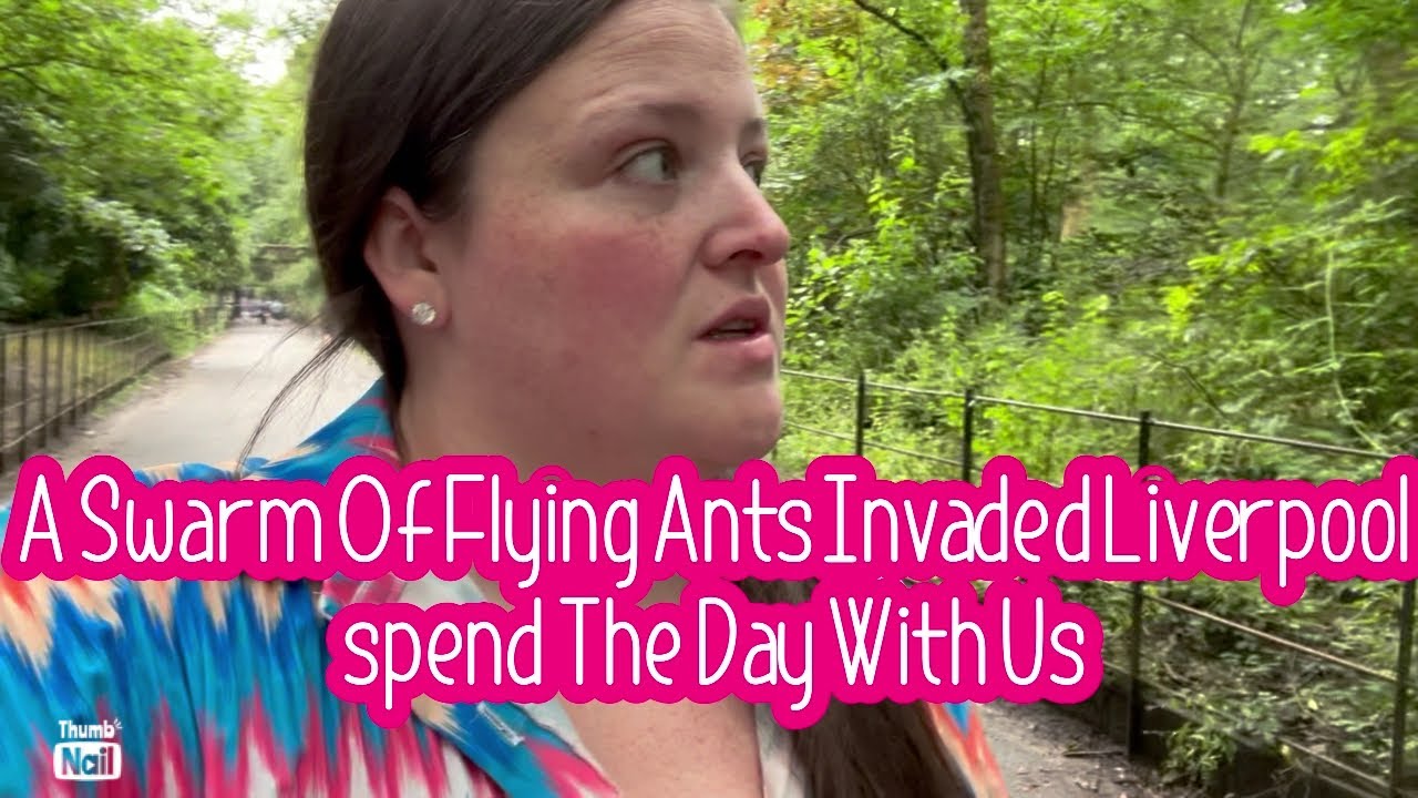 A swarm of flying ants invaded Liverpool spend the day wit us