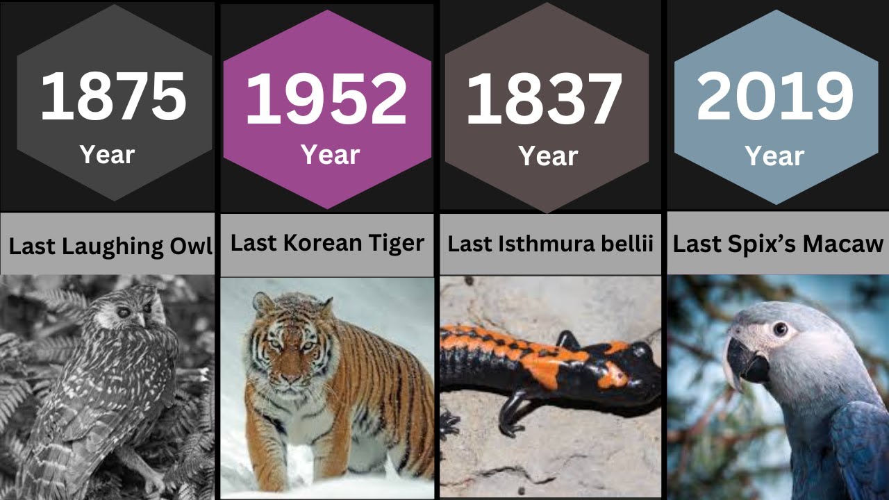 Last Extinct Animals (0000&ndash;2025)